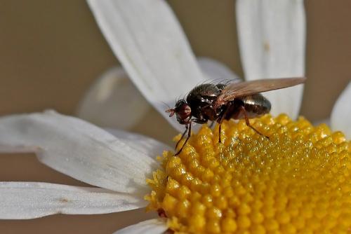 Calliopum sp.
